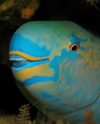 Parrotfish by Martin Dalsaso 